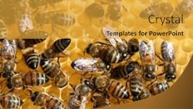  Presentation with comb bee - 