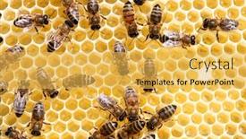  Presentation with comb bee - PPT layouts consisting of busy bees - honey comb and a bee background and a yellow colored foreground