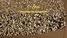  Presentation with comb bee - 