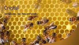  Presentation with comb bee - Audience pleasing PPT layouts consisting of honey comb and a bee working backdrop and a gold colored foreground
