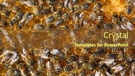  Presentation with comb bee - 