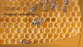  Presentation with comb bee - Presentation theme featuring honey comb and a bee working background and a gold colored foreground