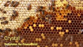  Presentation with comb bee - Audience pleasing slides consisting of honey-comb-and-a-bee backdrop and a tawny brown colored foreground