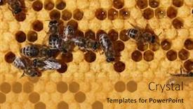  Presentation with comb bee - PPT theme enhanced with honey comb and a bee working background and a gold colored foreground