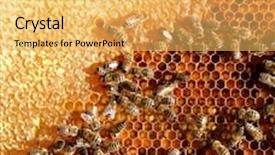  Presentation with comb bee - Slide deck enhanced with honey comb and a bee working background and a yellow colored foreground