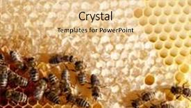  Presentation with comb bee - Amazing presentation theme having red apples with fir branch on wooden background backdrop and a tawny brown colored foreground