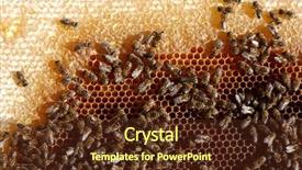  Presentation with comb bee - Beautiful PPT theme featuring honey comb and a bee working backdrop and a tawny brown colored foreground