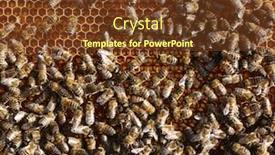  Presentation with comb bee - Cool new presentation design with bees honeycomb bees background - honey comb and a bee backdrop and a tawny brown colored foreground