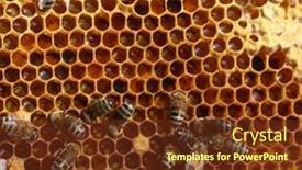  Presentation with comb bee - 