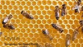  Presentation with comb bee - Slide deck featuring bees beehive honeycomb - honey comb and a bee background and a gold colored foreground