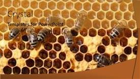  Presentation with comb bee - Colorful slide deck enhanced with honey comb and a bee working backdrop and a gold colored foreground