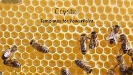  Presentation with comb bee - 