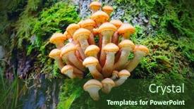  Presentation with fungus - PPT layouts with honey-fungus-armillaria-mellea background and a tawny brown colored foreground
