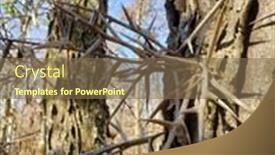  Presentation with locust - Slides enhanced with honey-locust-thorns-on-tree background and a violet colored foreground