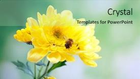  Presentation with jasmine flower gratis - Beautiful slide deck featuring honeybee collecting nectar from flower backdrop and a mint green colored foreground