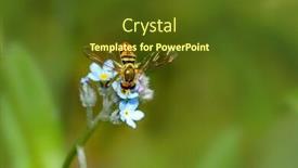  Presentation with pollen - Audience pleasing presentation theme consisting of honeybee-collecting-pollen-at-flowers backdrop and a tawny brown colored foreground