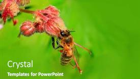  Presentation with pollen - Amazing slides having honeybee-collecting-pollen-at-flowers backdrop and a tawny brown colored foreground