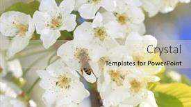  Presentation with pollen - Slide deck enhanced with honeybee harvesting pollen from blooming flowers background and a soft green colored foreground