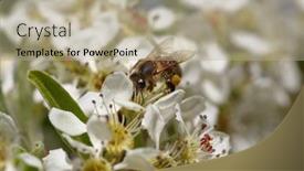  Presentation with pollen - Slide deck having honeybee harvesting pollen from blooming flowers background and a mint green colored foreground