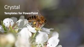  Presentation with pollen - PPT theme enhanced with honeybee harvesting pollen from blooming flowers background and a dark gray colored foreground