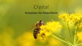  Presentation with pollen - PPT layouts having honeybee harvesting pollen from blooming flowers background and a gold colored foreground