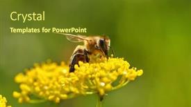  Presentation with pollen - Amazing PPT theme having honeybee harvesting pollen from blooming flowers soft focus backdrop and a tawny brown colored foreground