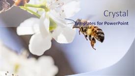  Presentation with pollen - Presentation having honeybee-harvesting-pollen-from-blossoming background and a sky blue colored foreground