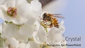  Presentation with pollen - Slide set enhanced with honeybee-harvesting-pollen-from-blossoming background and a mint green colored foreground
