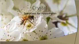  Presentation with pollen - PPT layouts with honeybee-harvesting-pollen-from-blossoming background and a coral colored foreground