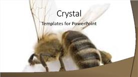  Presentation with audio recorder studio - Amazing presentation theme having honeybees - honeybee in front of white backdrop and a white colored foreground