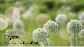  Presentation with wind - Presentation having honeybees - beautiful white allium circular globe background and a mint green colored foreground