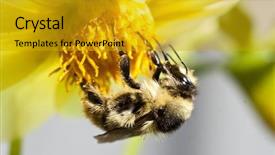  Presentation with wild flower - Slide deck enhanced with honeybees - close up on a honeybee background and a gold colored foreground