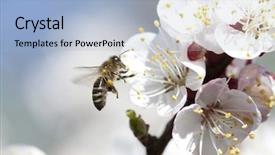  Presentation with honey bee - Presentation theme enhanced with honeybees - honey bee enjoying peach blossom background and a light blue colored foreground