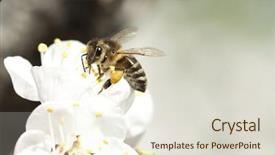  Presentation with honey bee - PPT theme enhanced with honeybees - honey bee enjoying peach blossom background and a sky blue colored foreground