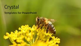  Presentation with pollen - Beautiful presentation featuring honeybees - honeybee harvesting pollen from blooming backdrop and a gold colored foreground