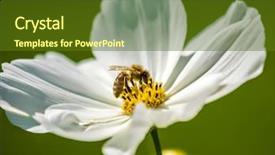  Presentation with pollen - Slide set with honeybees - honeybee harvesting pollen from blooming background and a tawny brown colored foreground