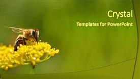  Presentation with pollen - Presentation theme featuring honeybees - honeybee harvesting pollen from blooming background and a tawny brown colored foreground