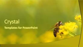  Presentation with pollen - Presentation enhanced with honeybees - honeybee harvesting pollen from blooming background and a tawny brown colored foreground