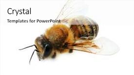  Presentation with molecular biology white - PPT layouts having honeybees - honeybee on white background background and a white colored foreground