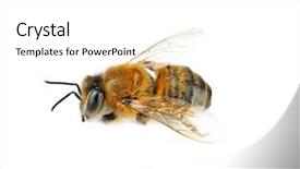  Presentation with background - Cool new PPT layouts with honeybees - honeybee on white background backdrop and a white colored foreground