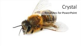  Presentation with molecular biology white - PPT theme with honeybees - honeybee on white background background and a white colored foreground