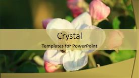  Presentation with gross blossom - Theme enhanced with honeybees - honeybee sitting on apple blossom background and a  colored foreground