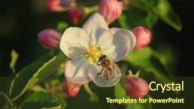  Presentation with gross blossom - Slide set featuring honeybees - honeybee sitting on apple blossom background and a tawny brown colored foreground