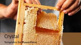  Presentation with honeycomb - Colorful slide deck enhanced with honeybees - honeycomb in a wooden frame backdrop and a gold colored foreground