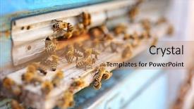  Presentation with frames of a bee hive - Presentation theme enhanced with honeybees entering hive background and a coral colored foreground
