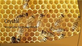 Presentation with comb bee - Cool new slides with honeybees on a comb backdrop and a gold colored foreground