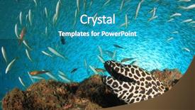 Presentation with fish by product - Presentation featuring blue leopard - honeycomb moray eel and snapper background and a teal colored foreground