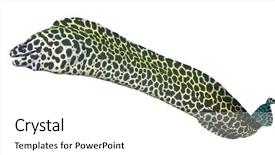  Presentation with honeycomb - Beautiful slide deck featuring ocean creatures - honeycomb moray eel isolated backdrop and a white colored foreground