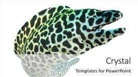  Presentation with honeycomb - Colorful PPT theme enhanced with ocean creatures - honeycomb moray eel isolated backdrop and a white colored foreground