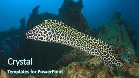  Presentation with underwater industry - PPT theme featuring honeycomb moray eel on underwater background and a wine colored foreground